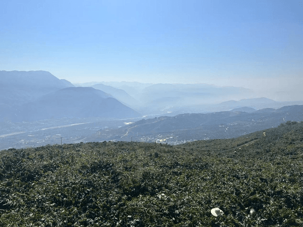 ”不小 云南咖啡经济正当时AG真人地址小
