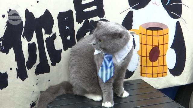 这里！昆明的这杯“咖啡”真不错AG真人网页65万+游客都来了(图1)